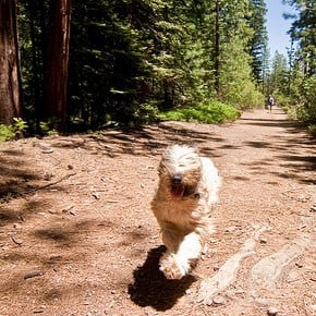 How-to-get-your-dog-to-sit,-wait-and-come!