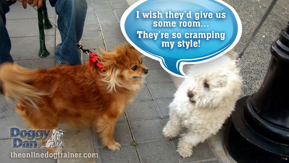 How to introduce dogs on the walk on leash