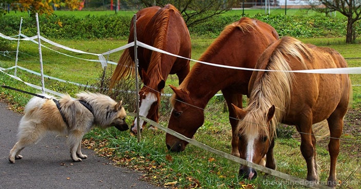 How-to-Safely-Socialize-Your-Dog-with-Other-Household-Pets-BLOG-IMAGES-1