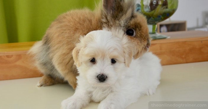 How-to-Safely-Socialize-Your-Dog-with-Other-Household-Pets-BLOG-IMAGES-5