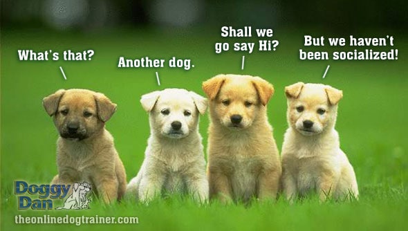 how to socialize a new puppy