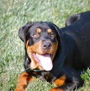 How to socialize a Rottweiler puppy