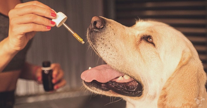 Joint-Care-for-Dogs-How-to-Detect-Discomfort-and-Help-a-Dog-Whos-in-Pain-BLOG-IMAGES-4