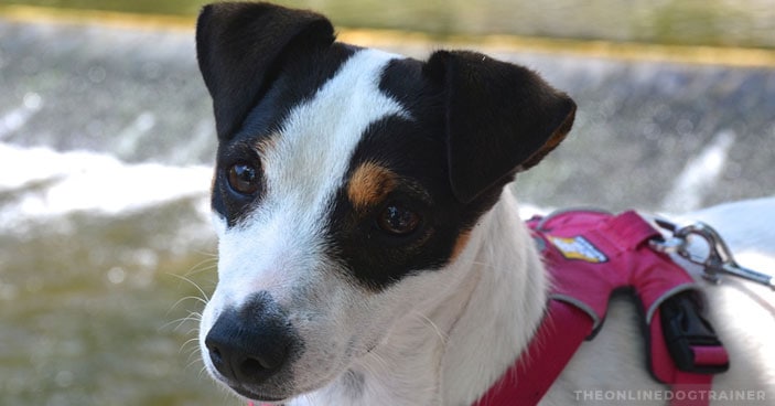 Jumping-Dogs-How-to-Keep-Your-Pup-from-Jumping-on-House-Guests-BLOG-IMAGES-2