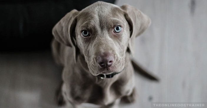 Jumping-Dogs-How-to-Keep-Your-Pup-from-Jumping-on-House-Guests-BLOG-IMAGES-4