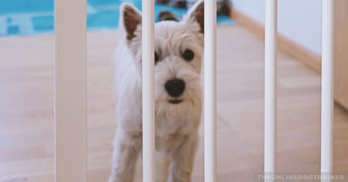 Jumping-Dogs-How-to-Keep-Your-Pup-from-Jumping-on-House-Guests-BLOG-IMAGES-5