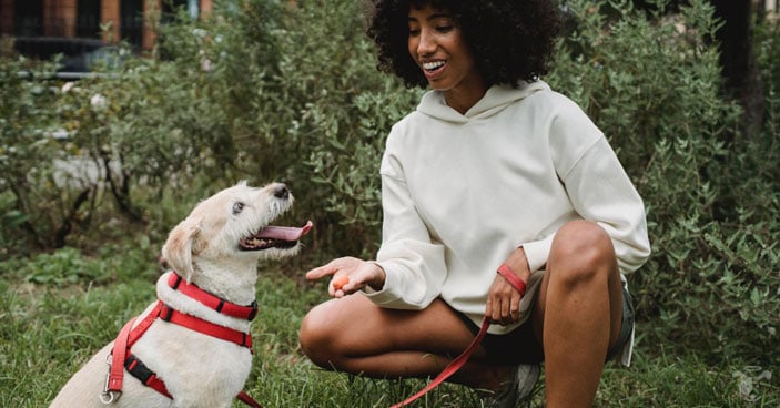 Positive-Reinforcement-Training-May-Fail-Your-Dog-BLOG-IMAGES-2