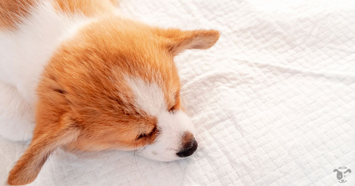 When the elements of potty training puppies are taken by heart, your chances of positive results multiplies!