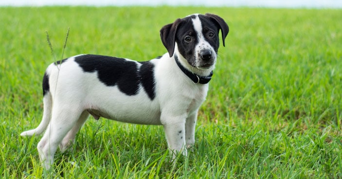 The majority of potty training success lies on the pet owner owning his responsibilities as a puppy parent