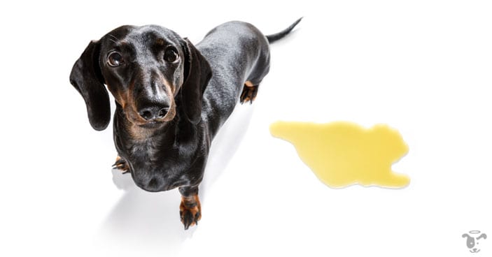 Gentle reminder: please don't expect that your puppy will know right and wrong instantly, it takes time.