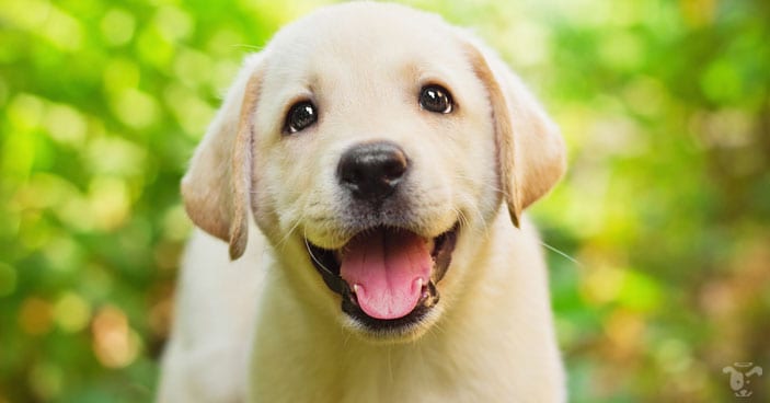 Hiring a puppy coach can also be one of the best choices you can make