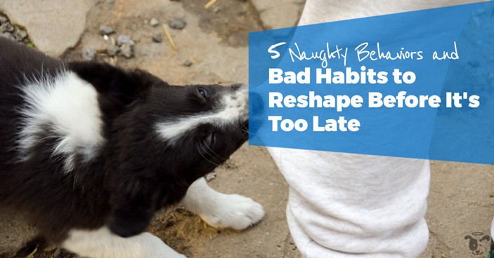 Along with the joy and laughter with having a puppy comes also with being naughty and bad behavior - how can you navigate this?