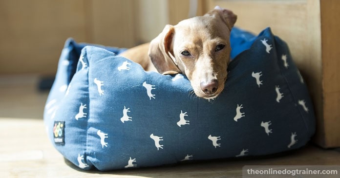 Rescue-Dog-Series-Part-1-5-Way-to-Help-Your-Dog-Overcome-Resource-Guarding-Behavioral-Issues-BLOG-IMAGES-5