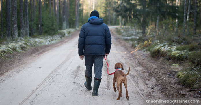 Rescue-Dog-Series-Part-1-5-Way-to-Help-Your-Dog-Overcome-Resource-Guarding-Behavioral-Issues-BLOG-IMAGES-6