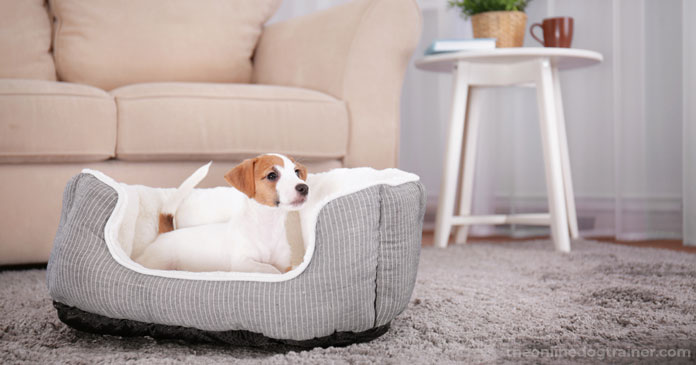 Rescue-Dog-Series-Part-3-5-Steps-to-Successfully-Acclimate-A-Rescue-Dog-Into-Your-Home-BLOG-IMAGES-1