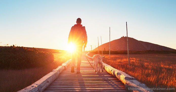 Rescue-Dog-Series-Part-3-5-Steps-to-Successfully-Acclimate-A-Rescue-Dog-Into-Your-Home-BLOG-IMAGES-2