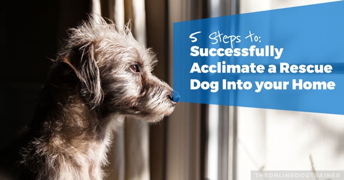 Rescue-Dog-Series-Part-3-5-Steps-to-Successfully-Acclimate-A-Rescue-Dog-Into-Your-Home-HEADLINE-IMAGE