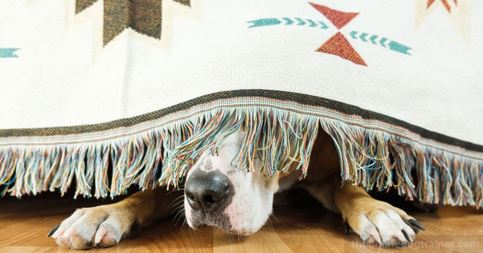 Rescue-Dog-Series-Part-4-5-Methods-for-Helping-Your-Rescue-Dog-Overcome-Anxiety-BLOG-IMAGES-5