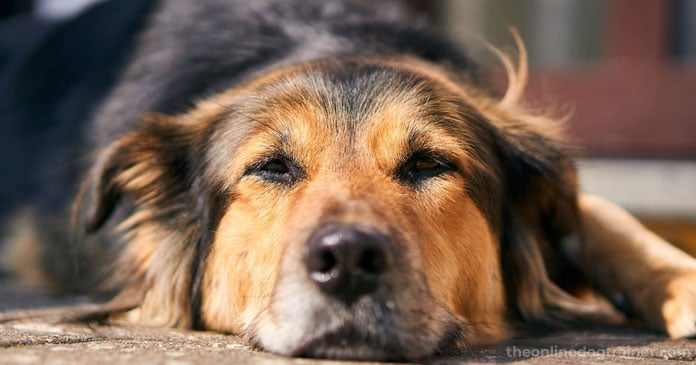 Rescue-Dog-Series-Part-4-5-Methods-for-Helping-Your-Rescue-Dog-Overcome-Anxiety-BLOG-IMAGES-6