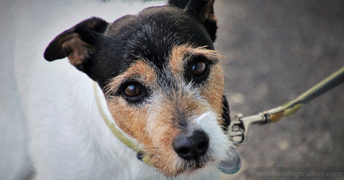 Rescue-Dog-Series-Part-5-Solving-Inappropriate-Elimination-Issues-BLOG-IMAGES-1