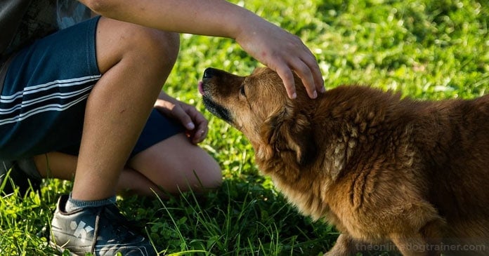 Rescue-Dog-Series-Part-5-Solving-Inappropriate-Elimination-Issues-BLOG-IMAGES-2