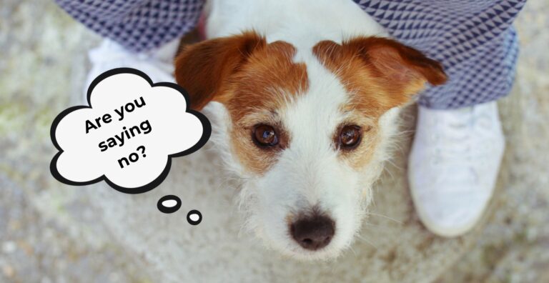 How to Teach Boundaries to Dogs: Saying NO and Sticking to It cover