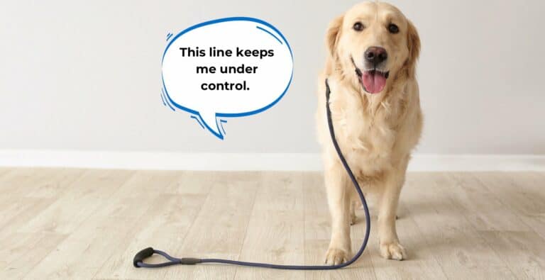 Using the Short Line for Dogs: Why This Tool Can Radically Change Your Training cover