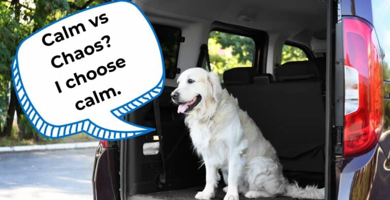 The Way Dogs Exit Cars Predict If You Will Have Calm Walks with Dogs cover