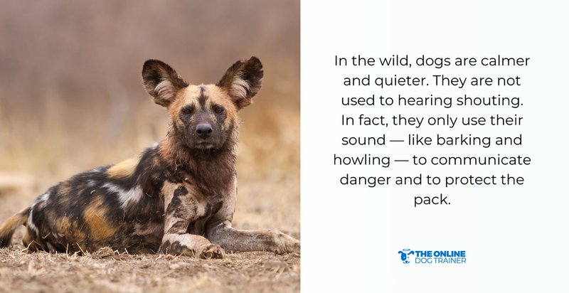 how to make dogs listen to you