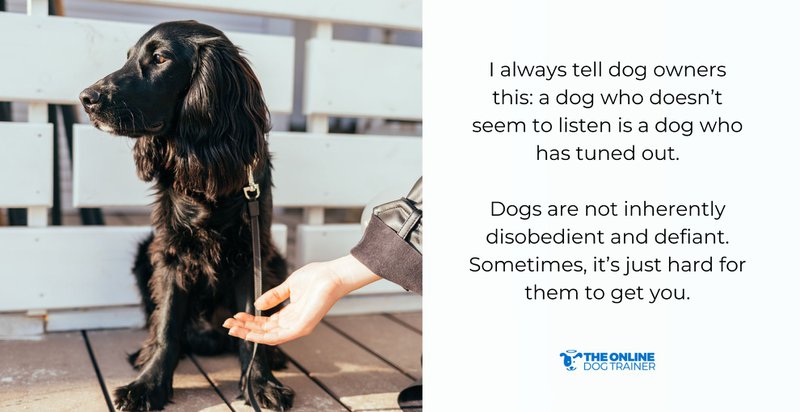 how to get dogs to listen