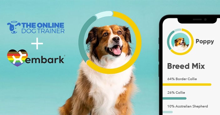 Should-You-Get-a-Doggy-DNA-Test-3-Reasons-One-May-Be-Beneficial-to-You-and-Your-Pup-BLOG-IMAGES-1