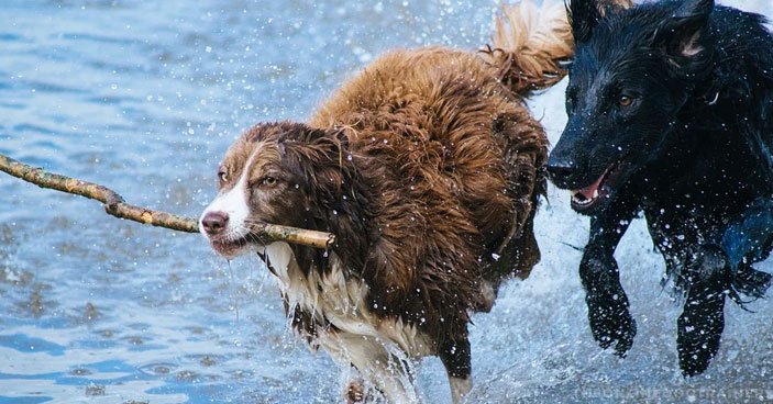 Should-You-Get-a-Doggy-DNA-Test-3-Reasons-One-May-Be-Beneficial-to-You-and-Your-Pup-BLOG-IMAGES-3