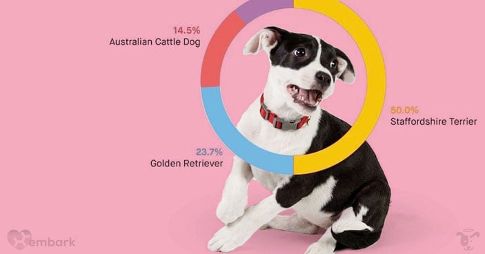 Should-You-Get-a-Doggy-DNA-Test-3-Reasons-One-May-Be-Beneficial-to-You-and-Your-Pup-BLOG-IMAGES-5