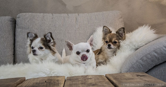 Should-You-Get-a-Doggy-DNA-Test-3-Reasons-One-May-Be-Beneficial-to-You-and-Your-Pup-BLOG-IMAGES-6