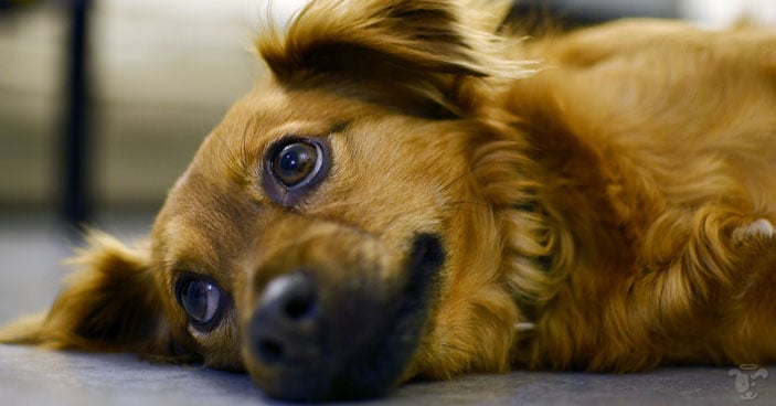 The-Dangers-of-Pancreatitis-in-Dogs-Protecting-Your-Pup-as-the-Holidays-Approach-BLOG-IMAGES-1