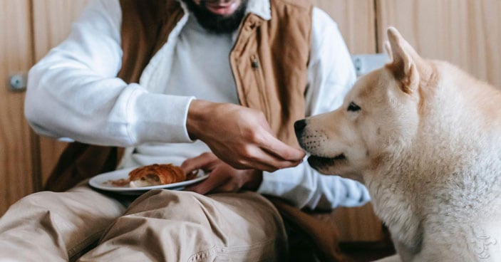 The-Dangers-of-Pancreatitis-in-Dogs-Protecting-Your-Pup-as-the-Holidays-Approach-BLOG-IMAGES-2