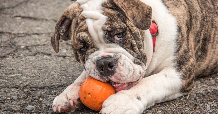 The-Scary-Reality-Behind-Forgoing-Dog-Training-BLOG-IMAGES-3