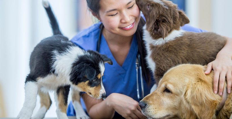 why choose holistc vets