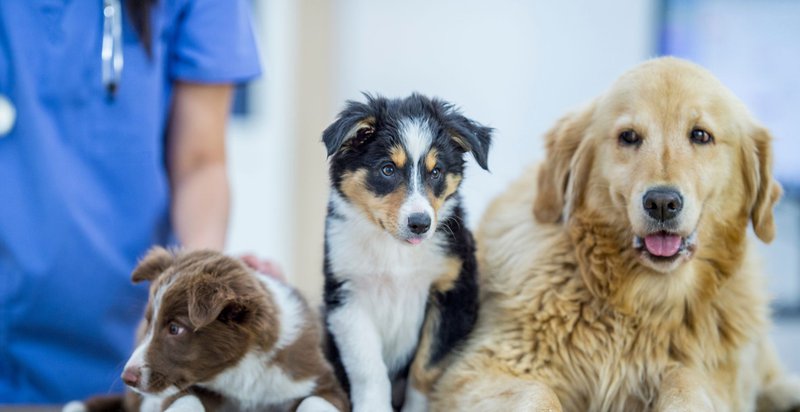best vets for dogs