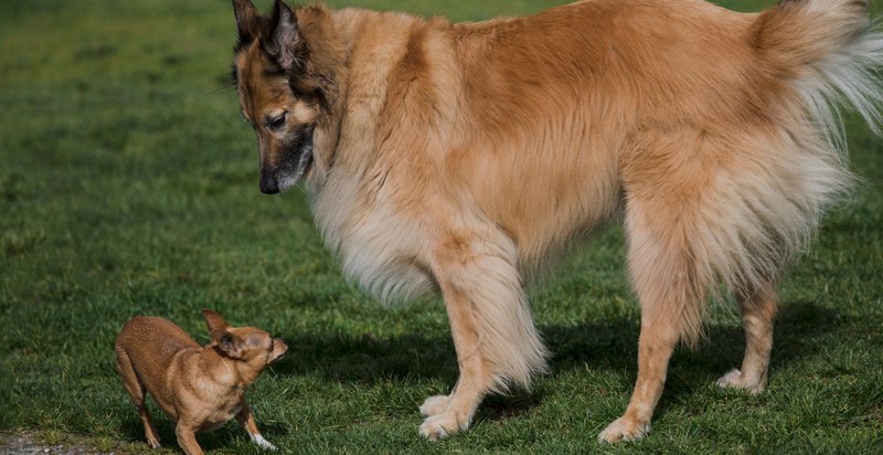 pet insurance worth it larger dogs