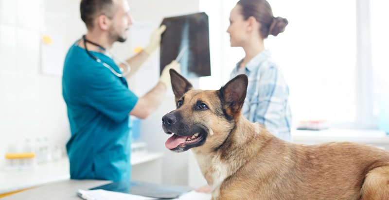 best veterinarians for dogs and cats