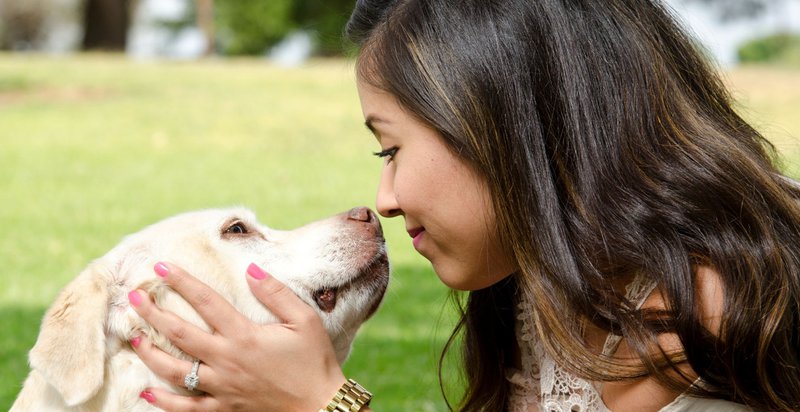 finding the best pet care for dogs