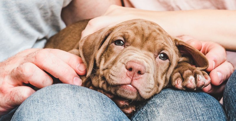 get pet insurance worth it