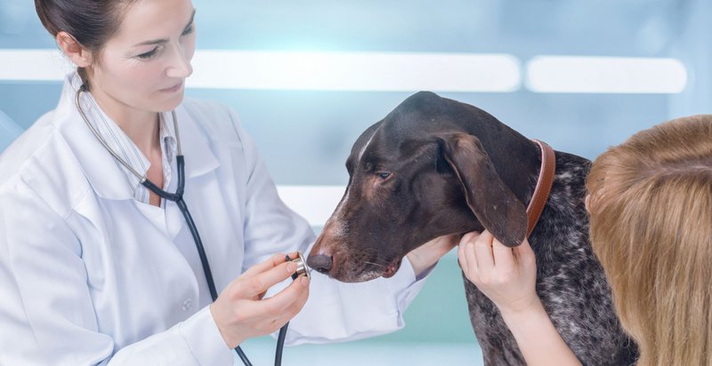 vet caring for dogs