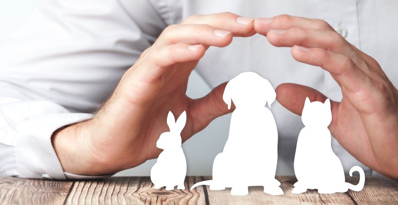 pet insurance worth it for protection