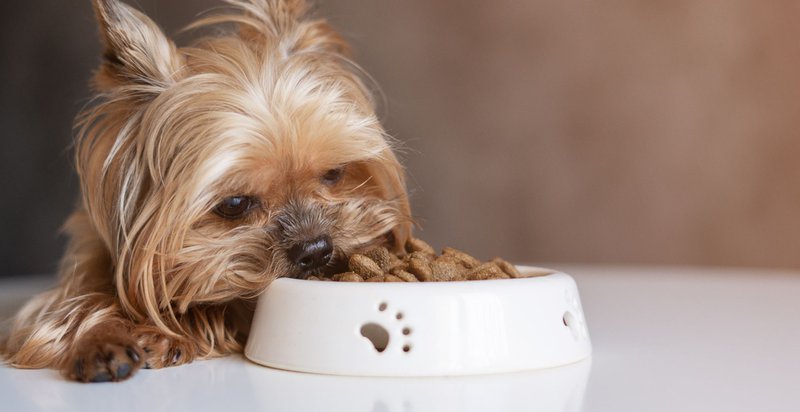 best pet food for dogs