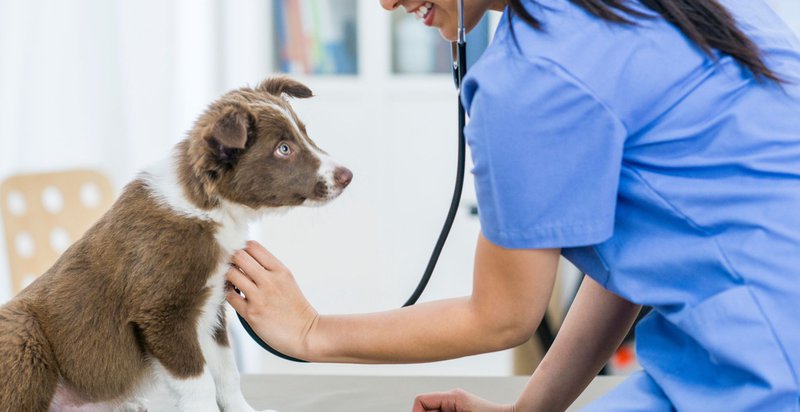 how to choose the best vets