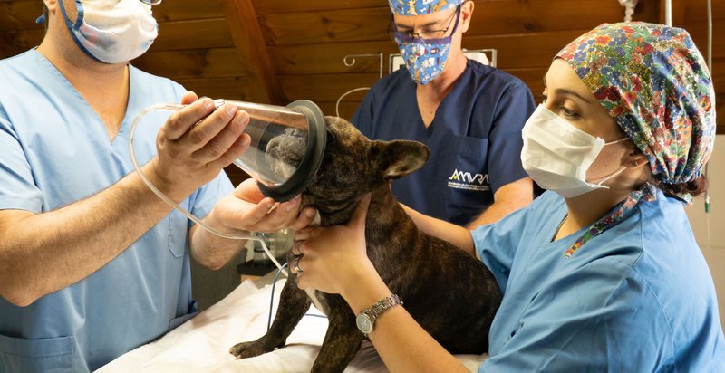 finding the best vets for your dogs