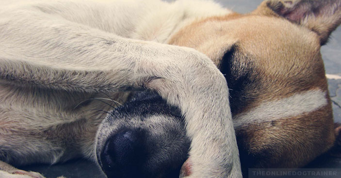 Why-Dog-Shock-Collars-Are-a-Totally-Unnecessary-and-Destructive-Training-Tool-BLOG-IMAGES-2