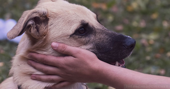 Why-Dog-Shock-Collars-Are-a-Totally-Unnecessary-and-Destructive-Training-Tool-BLOG-IMAGES-3